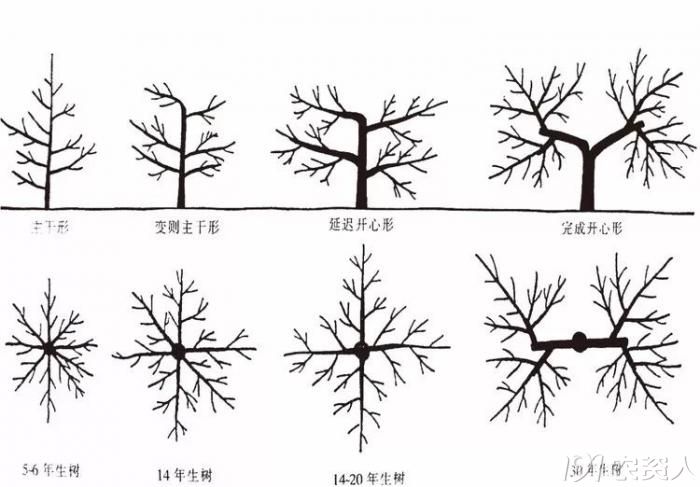 苹果常见树形及整形特点