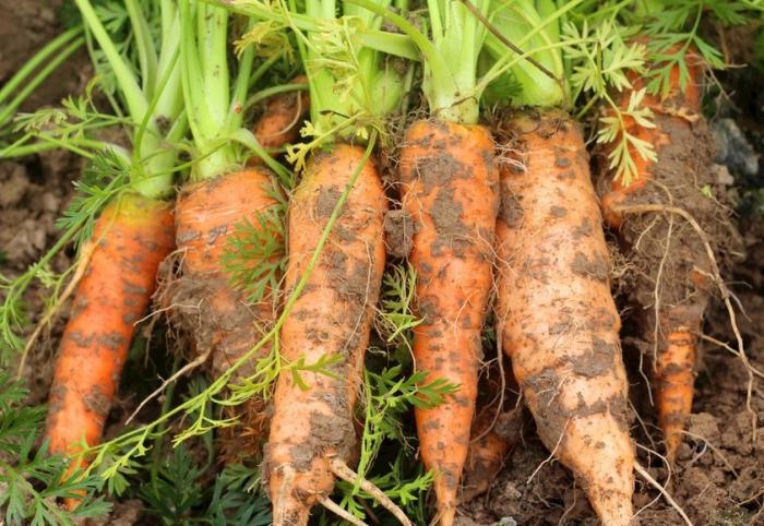 畜牧饲养中的重要饲料胡萝卜_广而告之_191农资人 - 农技社区服务平台