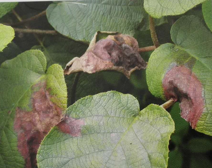 怎么防治猕猴桃褐斑病,炭疽病?