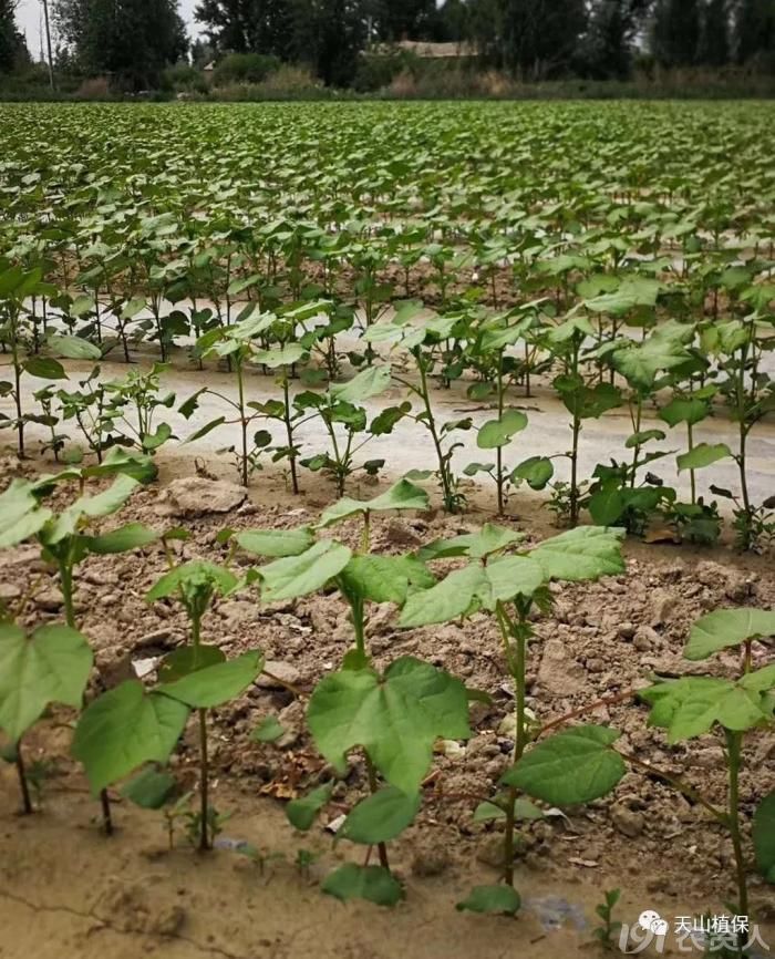 施肥对棉花氮磷钾吸收和分配的影响