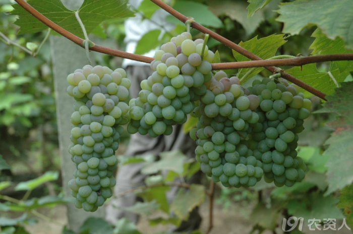 温室藤稔,着色香花果管理