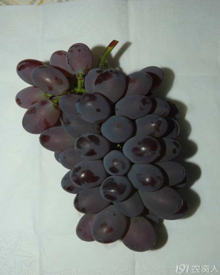 温室藤稔,着色香花果管理_植保技术_191农资人 - 农技社区服务平台