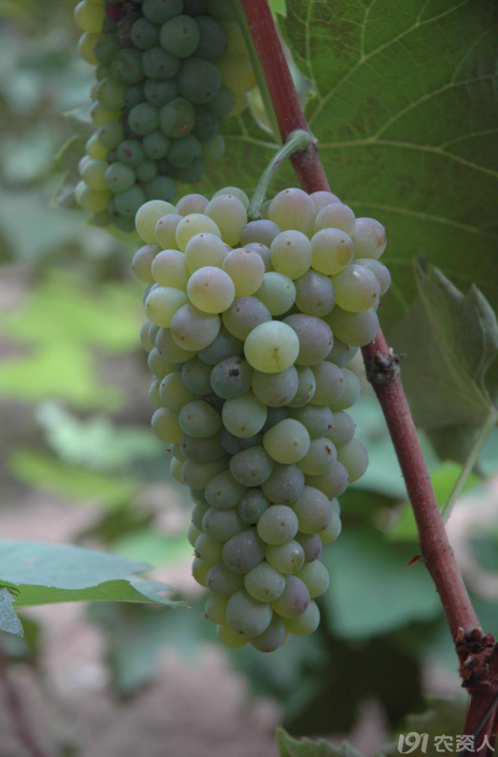 温室藤稔,着色香花果管理_植保技术_191农资人 - 农技社区服务平台