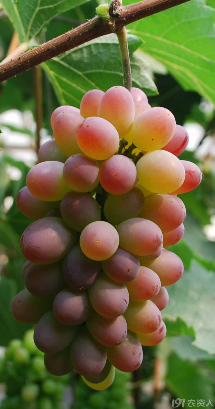 温室藤稔,着色香花果管理_植保技术_191农资人 - 农技社区服务平台