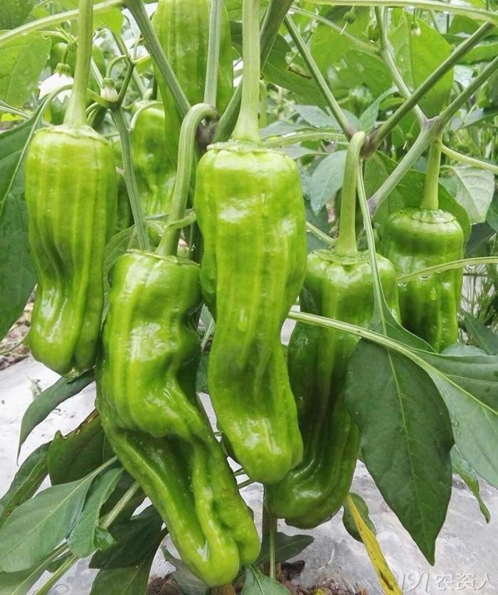 薄皮之王高产芜湖椒辣椒种子