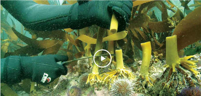 唯一来自南非西海岸巨型螺旋藻