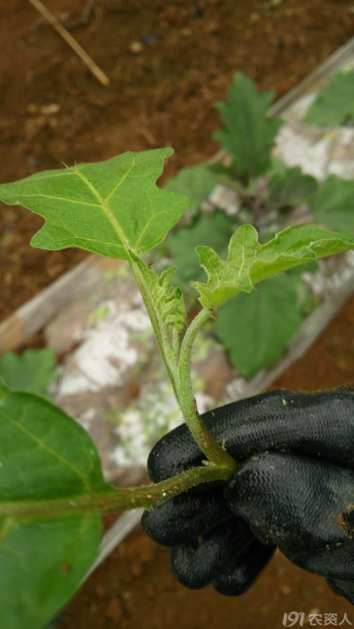 这茄子怎么有刺