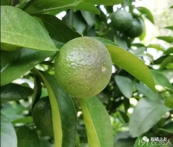 柑橘夏季主要防治病蟲害用藥果園實拍圖譜