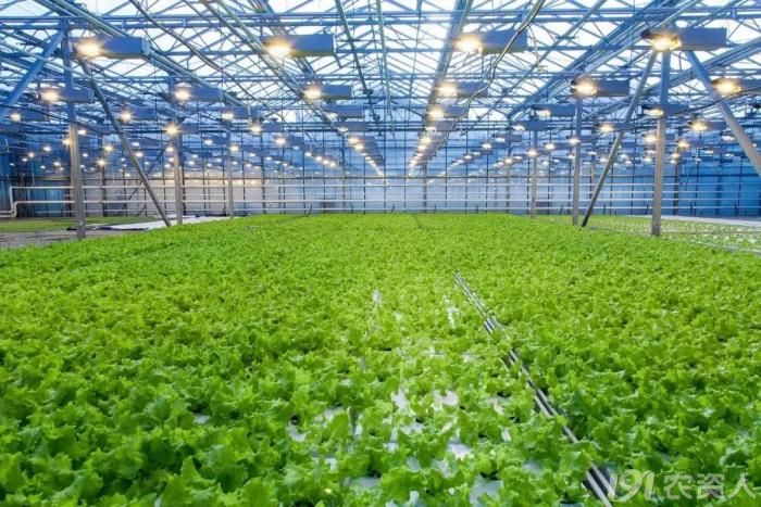 京东也"入了局",这农业全产业链模式有何不一般?