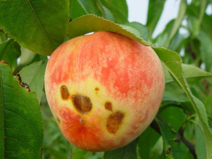 桃树炭疽病影响结果率防治方法告诉你