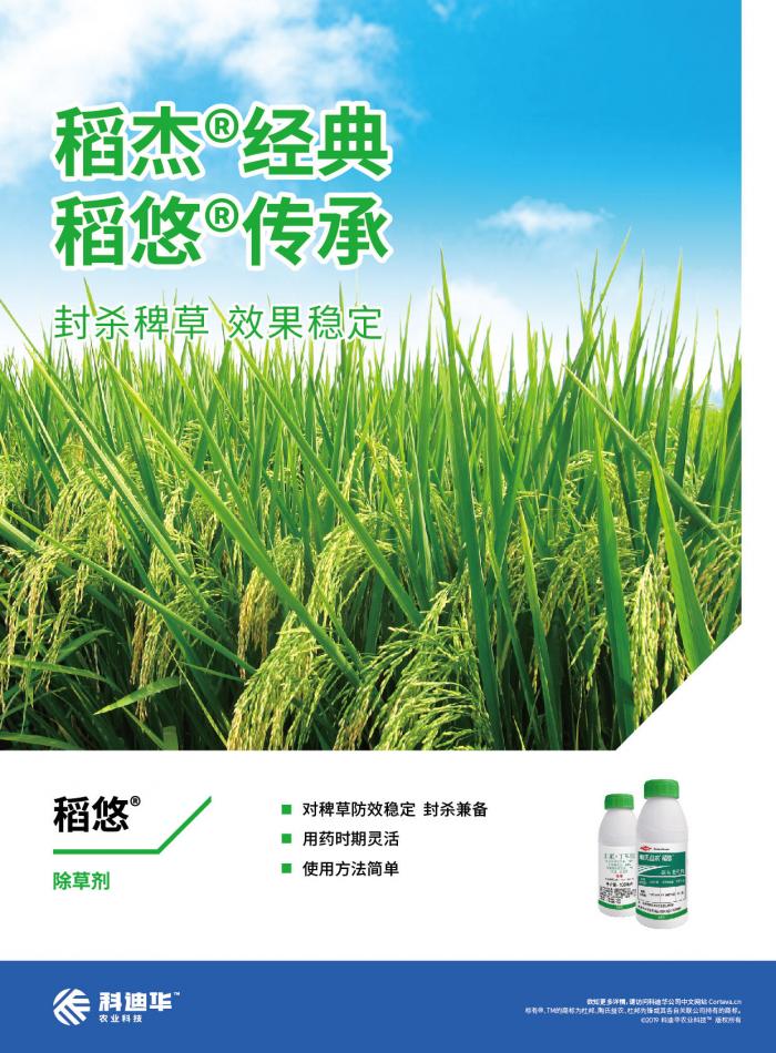 稻悠03封杀稗草效果稳定