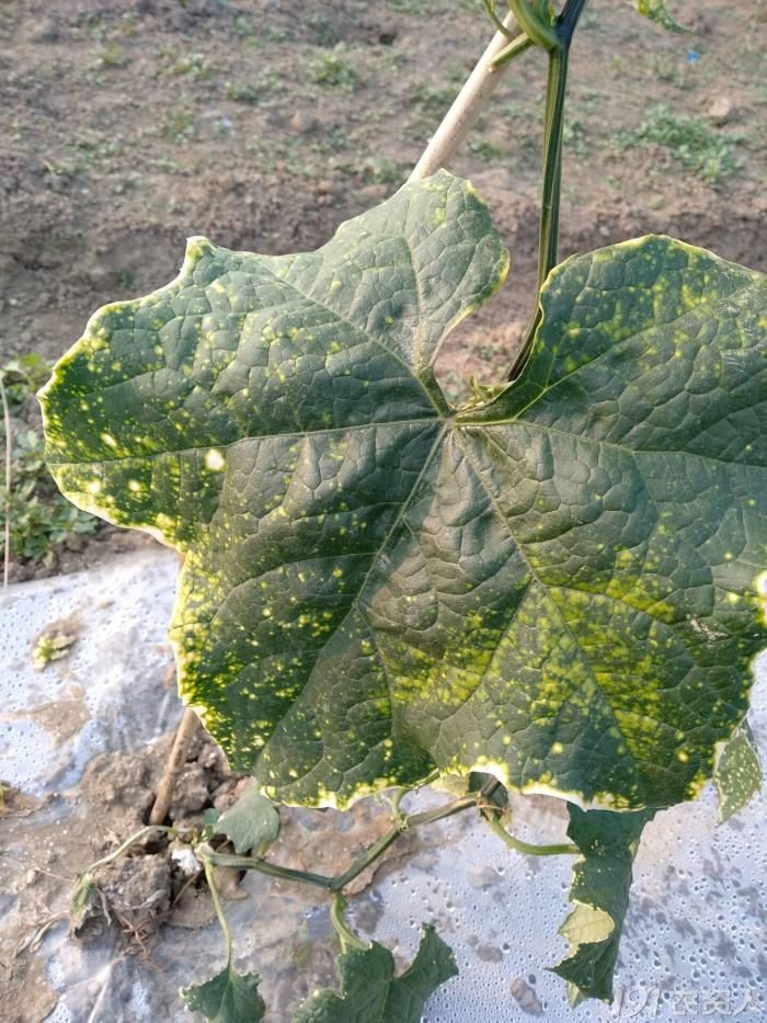 丝瓜叶有黄色斑点丝瓜吃起来有点点苦求助