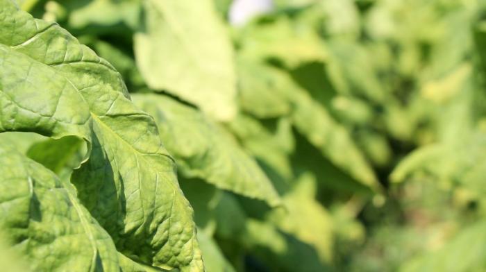 烟草死棵怎么办,科学施肥助力"烟都"烟草增产提质