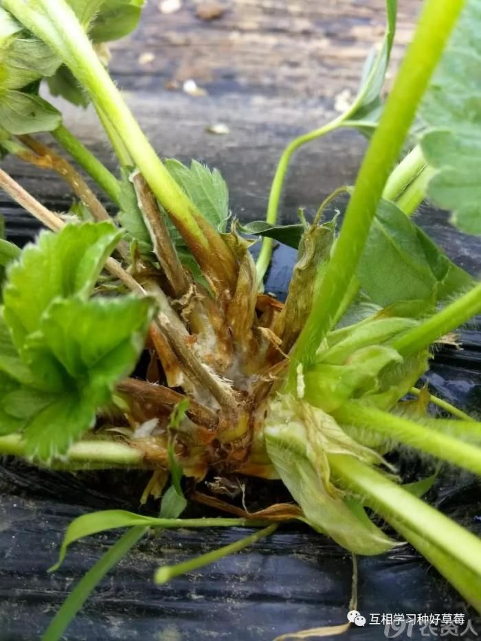 是草莓疫病还是炭疽病这两个病害怎么区分