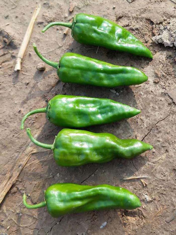 余干椒薄皮香椒辣椒种子