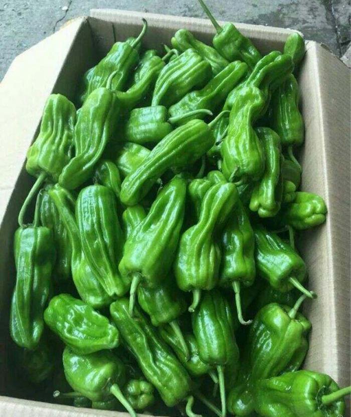 薄皮之王高产芜湖椒辣椒种子