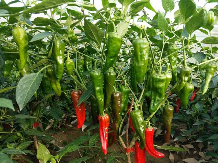 余干椒薄皮香椒辣椒种子