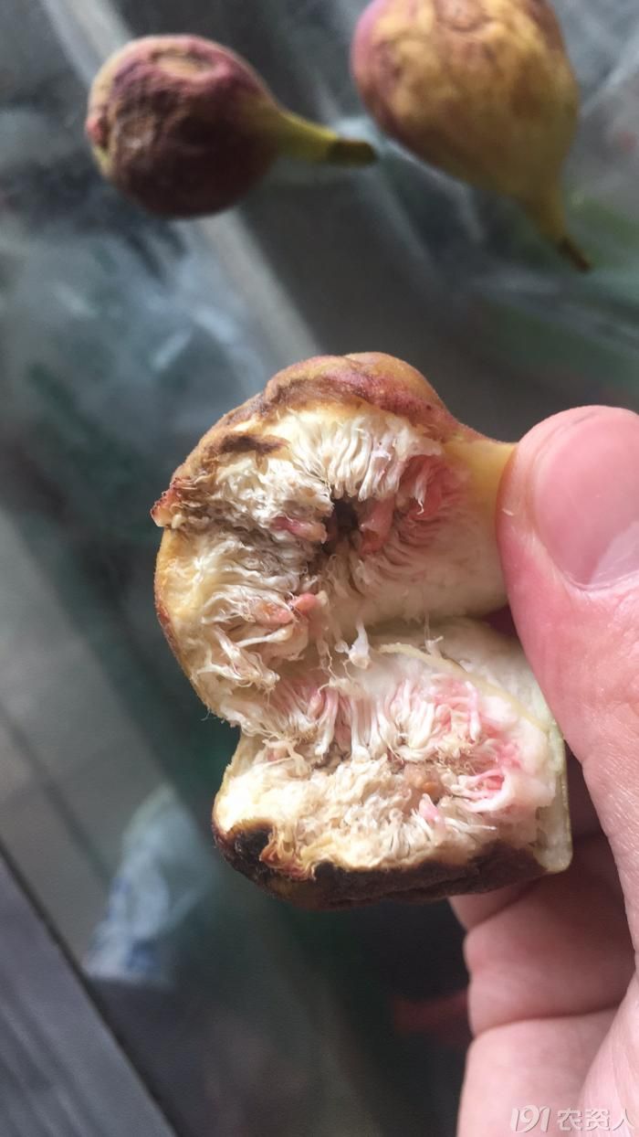 无花果什么病害