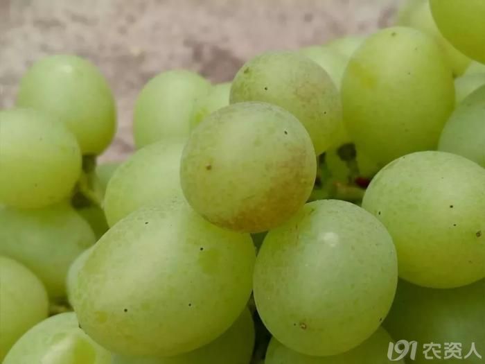 葡萄长锈斑卖不上价钱原因真是不简单
