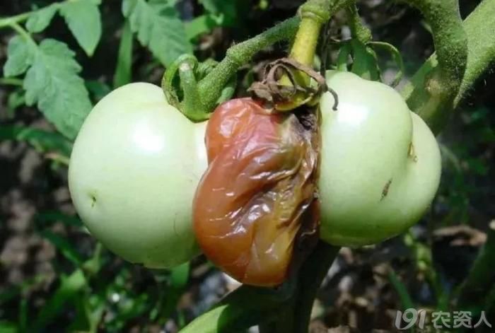 怎么办?防治对策:番茄绵腐病防治可选用登记防治番茄晚疫病药剂.