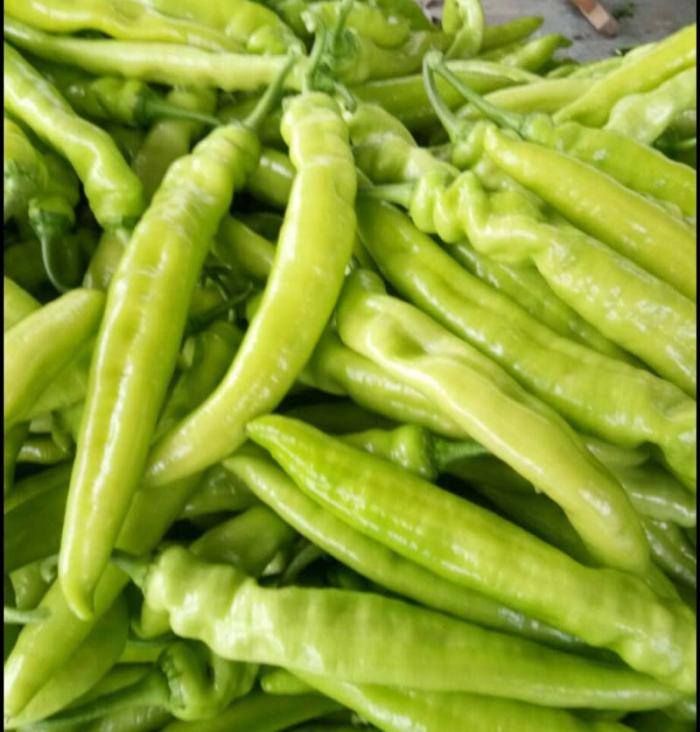 同乐壹号黄皮大椒黄皮尖椒种子