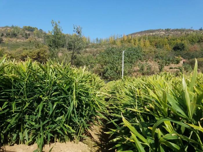 云天化种植牛人老师种姜三十年今年施肥没花钱