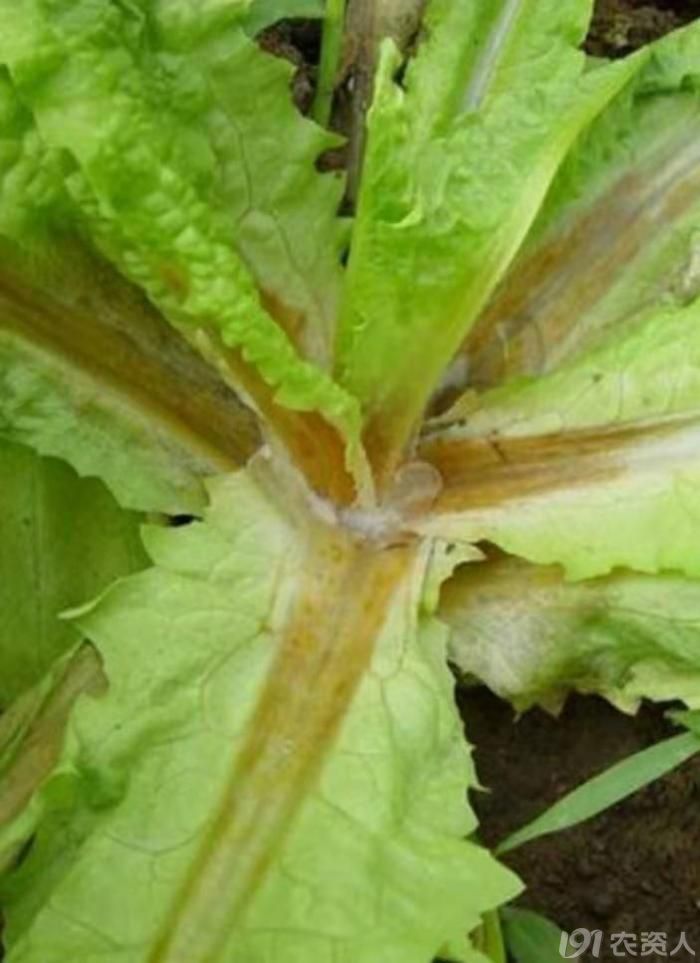 莴苣菌核病防治歌