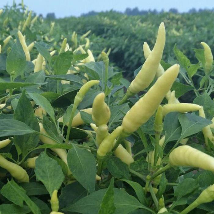 白玉米椒白米椒小泡椒白朝天椒种子