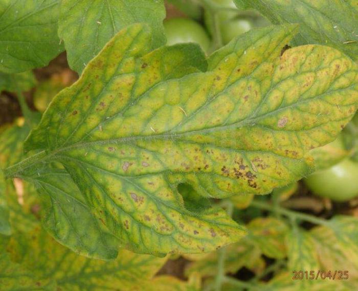 西红柿缺磷钙镁元素的症状与防治