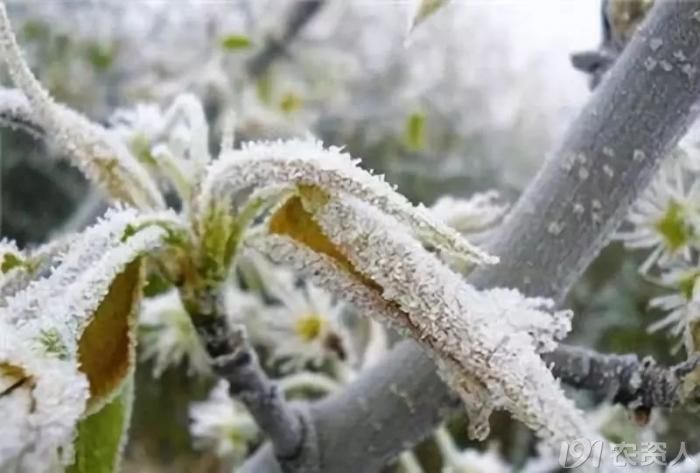 "该冷不冷,难成年景"!今冬北方明显偏暖,专家:不是好事