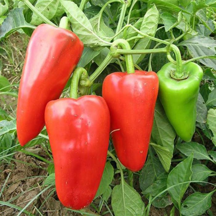 精品甜杂长甜椒青椒柿子椒菜椒辣椒种子