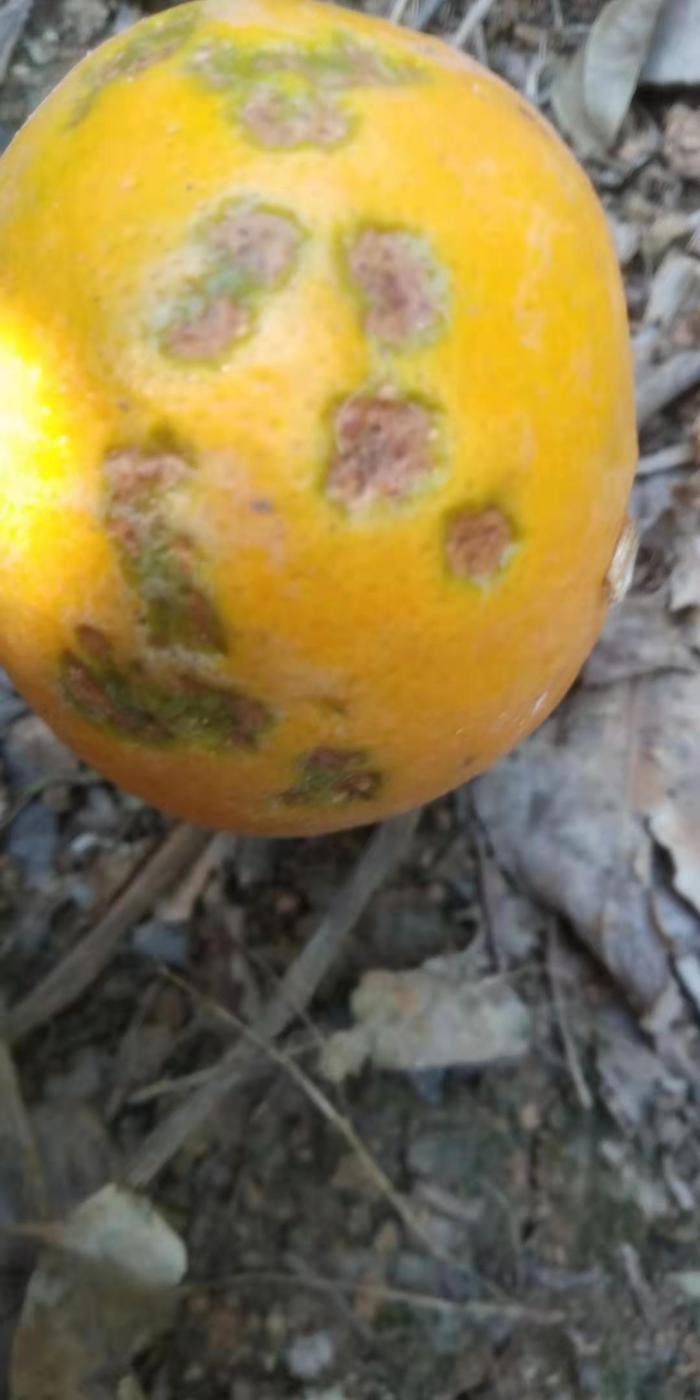 柑橘褐斑病果实图片图片
