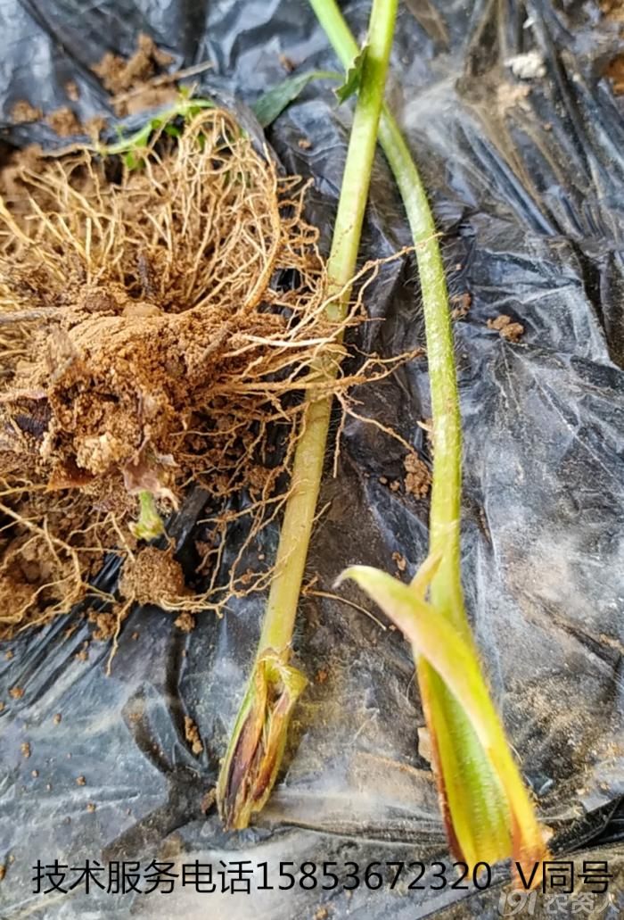 草莓炭疽病的病害症状识别及防治方法