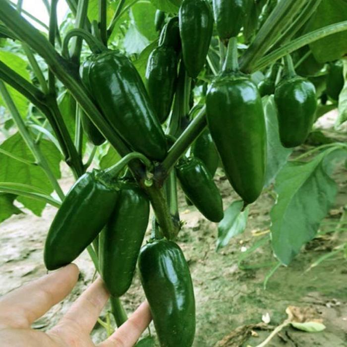 同乐港椒泡椒腌渍椒炮弹头辣椒种子