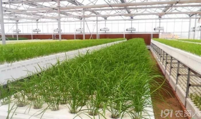 水培蔬菜如此受欢迎,无土栽培技术却如此简单_种植圈_191农资人