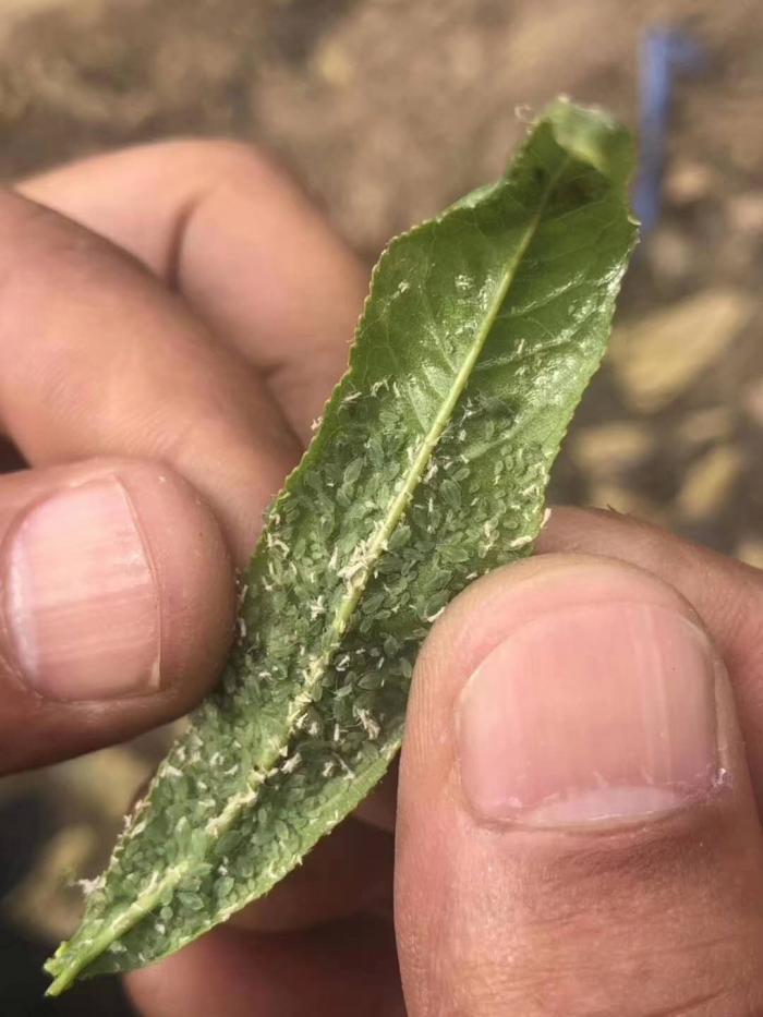 山东抗性桃蚜难打今年打蚜虫试试一网打尽