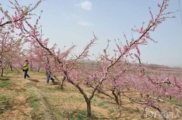 桃树整形修剪新技术_种植圈_191农资人 - 农技社区服务平台
