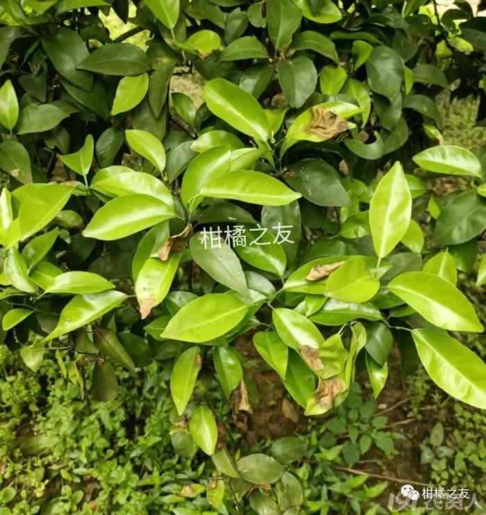 柑橘褐斑病特效药是什么名字(柑橘褐斑病黑点黄斑)