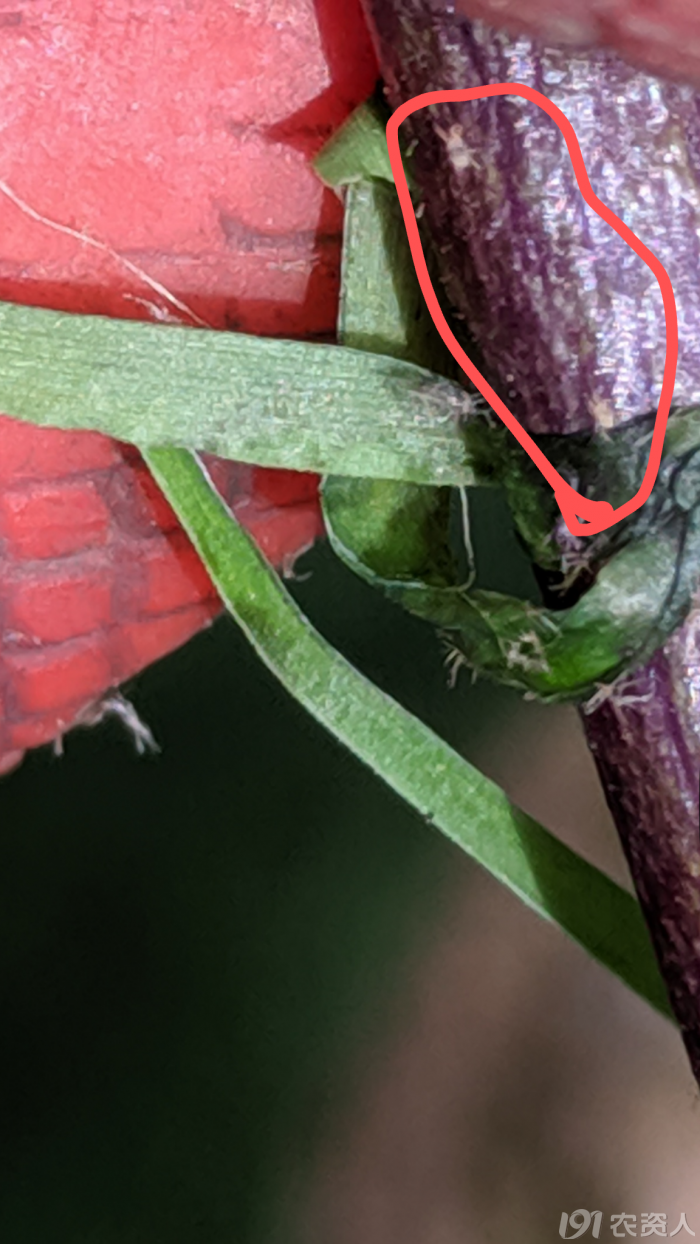 这是什么虫茄子上面的