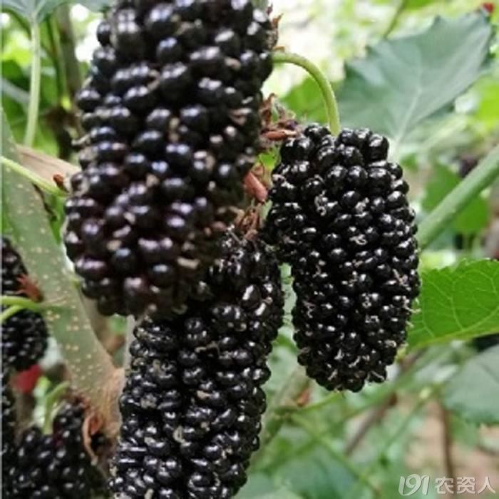 果桑苗品种玫瑰桑葚苗黑珍珠桑果苗桂花蜜白桑葚苗 种苗天地 191农资人 农技社区服务平台