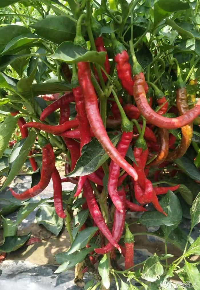 羊角红一号鸡泽羊角椒辣椒种子