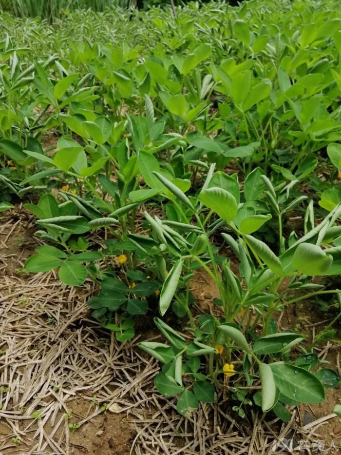 花生叶片上卷是什么造成的