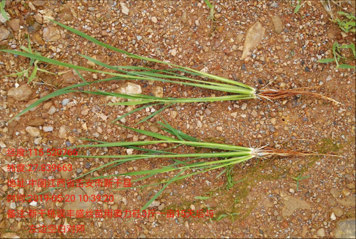 硅肥在水稻上的表现及应用