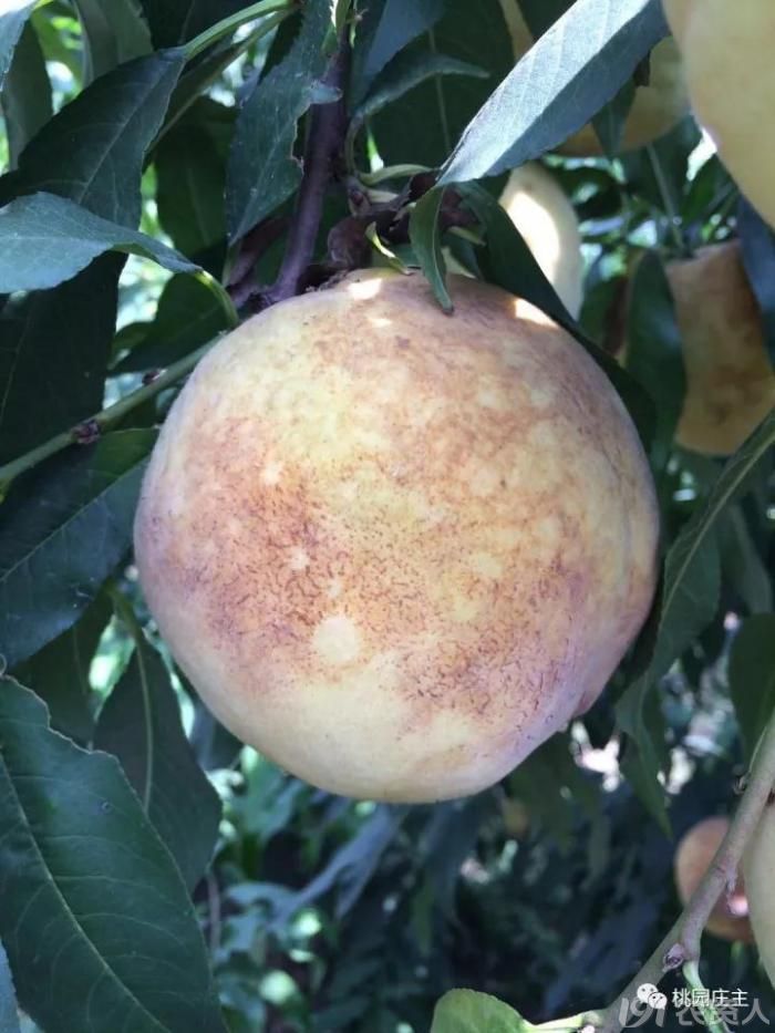 桃果实果锈形成的原因及预防措施