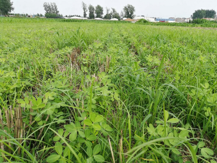 花生田除草花生除草剂
