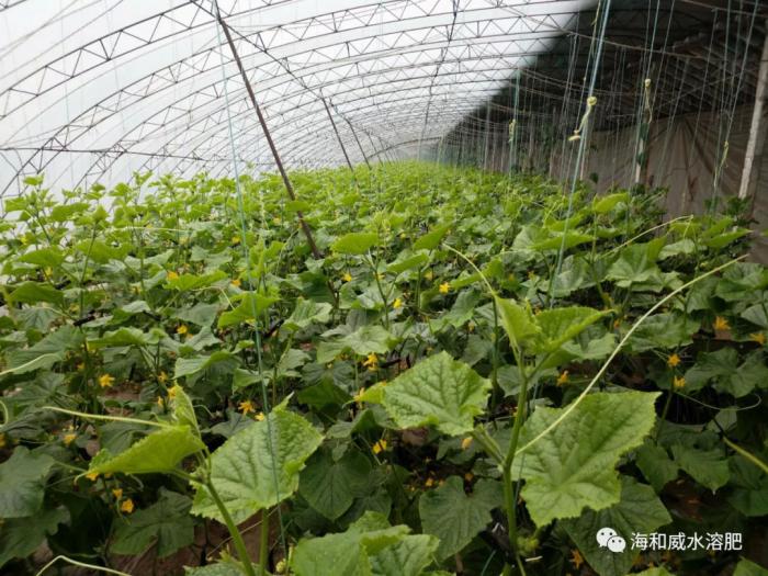 黄瓜喷施海餐沃磷酸二氢钾效果