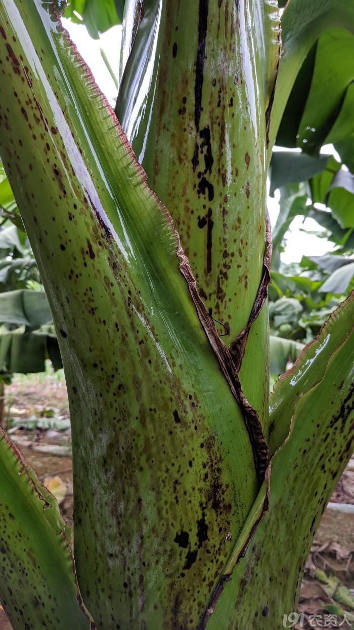 香蕉叶鞘黑斑
