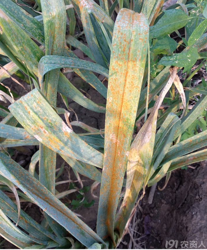 给植物看病需要掌握的一些技巧腐烂病病状是树皮坏死腐烂,病症是病斑