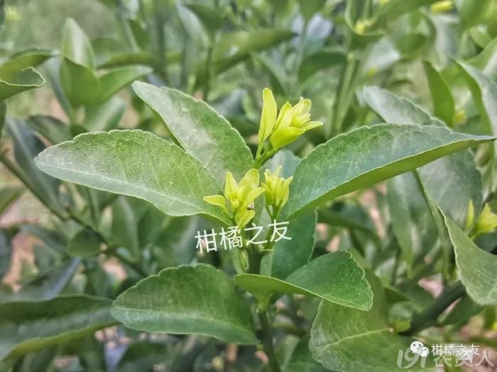 柑橘褐腐病用什么药治疗(柑橘褐腐疫霉病图片)
