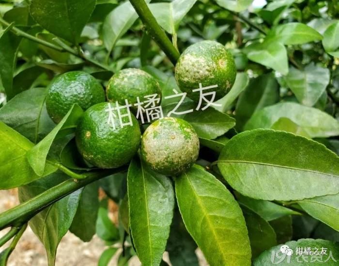 柑橘白癞病什么时候预防最好(柑橘白癞病用什么药预防)